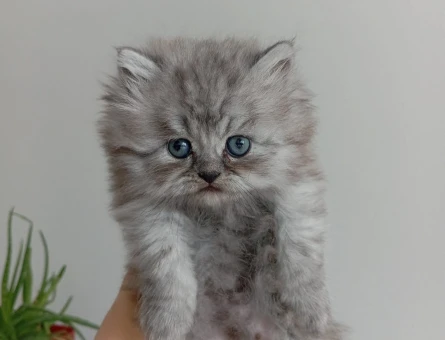 British Shorthair Pamuk gibi yavrular - 4618