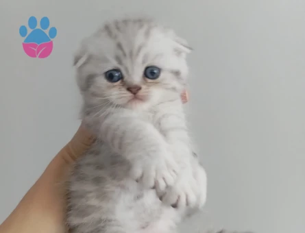 British Shorthair Pamuk gibi yavrular