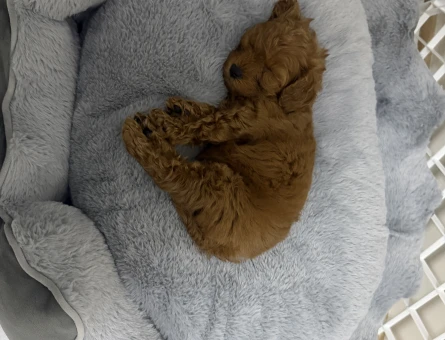 Yavru poodle 2 aylık - 4619