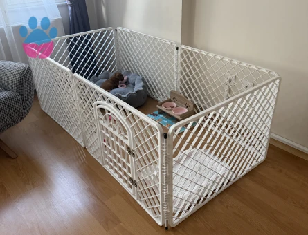 Yavru poodle 2 aylık