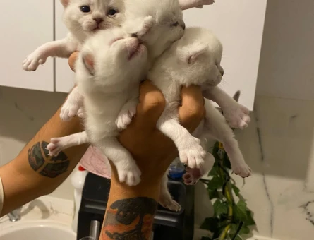 British shorthair yavrular