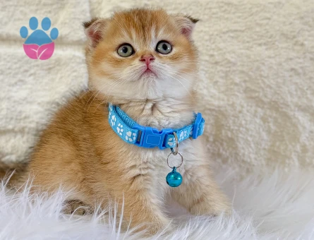 Scottish Fold Golden Erkek 2 Aylık