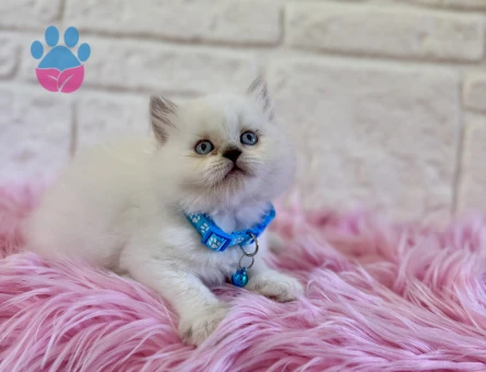 British Longhair Beyaz Erkek Mavi Gözlü