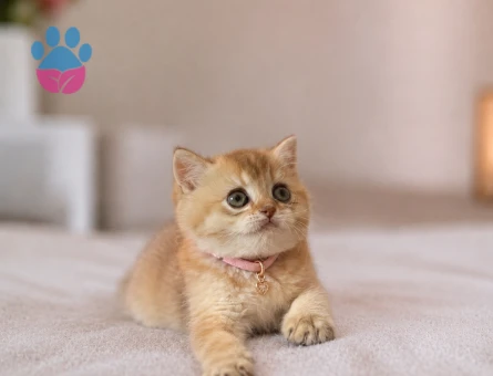 British Shorthair Golden Muhteşem Yavrumuz - 5226