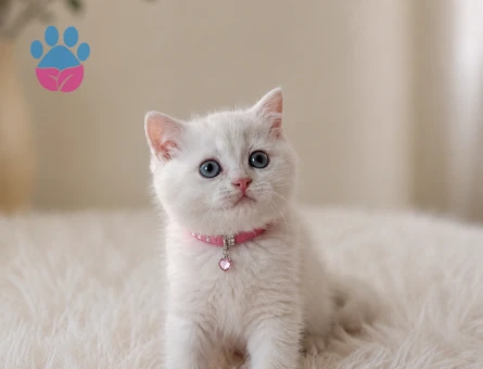 Silver British Shorthair Güzelliğimiz 2 Aylık - 5227