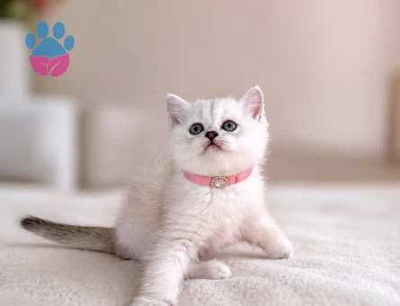 British Shorthair Silver Point Kızımız