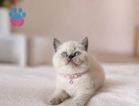 Topaç Kafa British Shorthair Blue Point Dişi