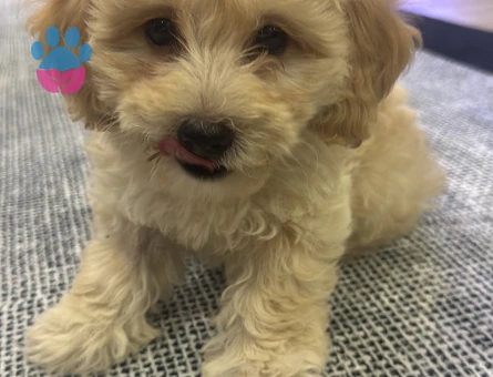 TOY POODLE 2.5 AYLIK - 5230