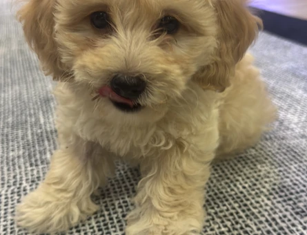 TOY POODLE 2.5 AYLIK - 5230