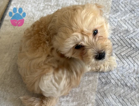 TOY POODLE 2.5 AYLIK