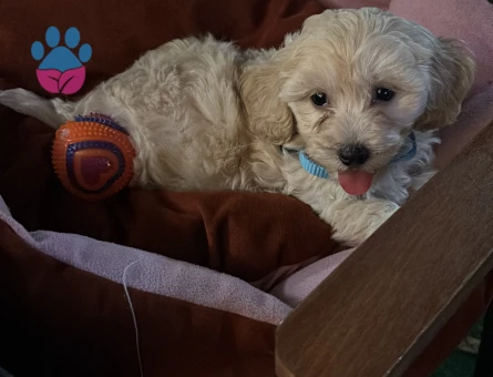 TOY POODLE 2.5 AYLIK