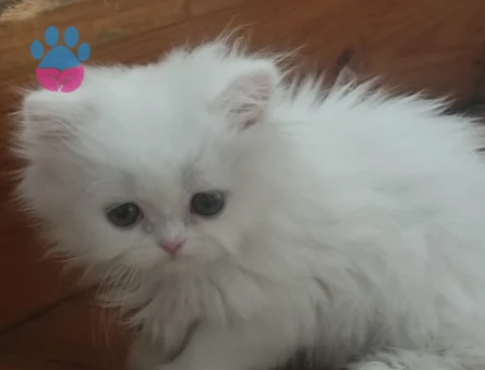 İran safkan pamuk yavrularim