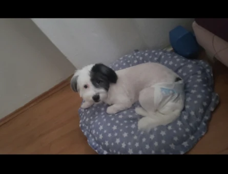 Bir Buçuk Yaşında Morkie - 5233