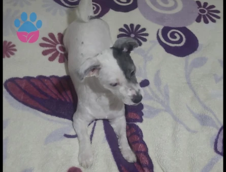 Bir Buçuk Yaşında Morkie