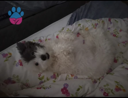 Bir Buçuk Yaşında Morkie