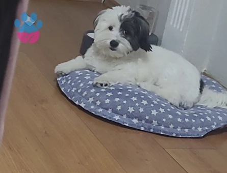 Bir Buçuk Yaşında Morkie