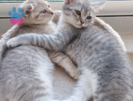 3 Aylık Scottish Fold Yuva Arıyor - 5234