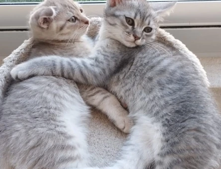3 Aylık Scottish Fold Yuva Arıyor - 5234