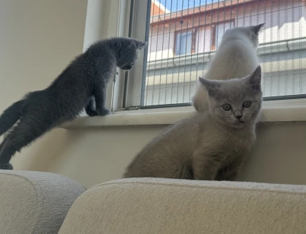 British Shorthair Oyuncu bebek kedimiz - 5235