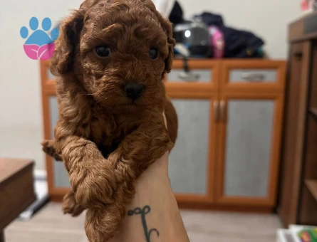 Toy poodle Yuva Arıyor