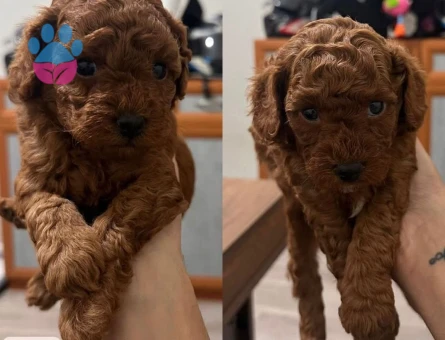 Toy poodle Yuva Arıyor - 5238