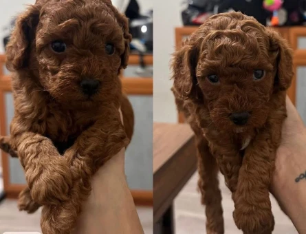 Toy poodle Yuva Arıyor - 5238