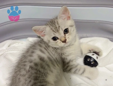 British shorthair 2 Aylık Kedim  Yuva Arıyor - 6876 - Görsel 3