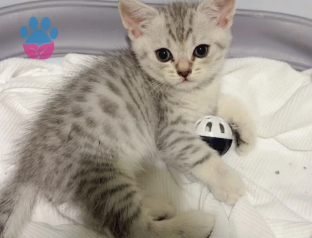 British shorthair 2 Aylık Kedim  Yuva Arıyor - 6876 - Görsel 4
