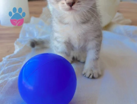 British shorthair 2 Aylık Kedim  Yuva Arıyor - 6876 - Görsel 5
