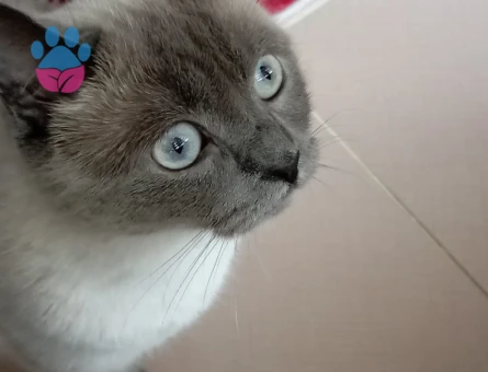 British Shorthair 3 Yaşında Yuva Arıyor - 6878 - Görsel 3