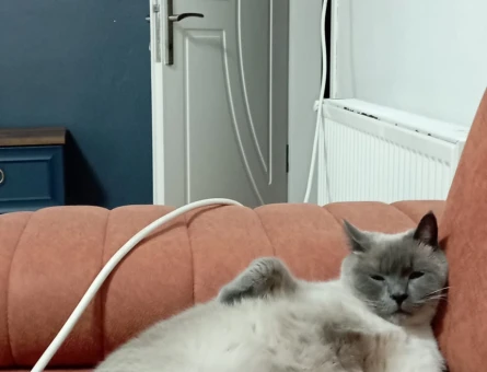 3 Yaşında British Shorthair Yuva Arıyor - 6879