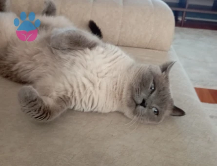 3 Yaşında British Shorthair Yuva Arıyor - 6879 - Görsel 5