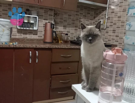 3 Yaşında British Shorthair Yuva Arıyor - 6879 - Görsel 4