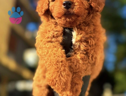 Kore Poodle dünya şampiyonu - 6880 - Görsel 4
