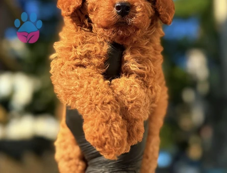 Kore Poodle dünya şampiyonu - 6880 - Görsel 3