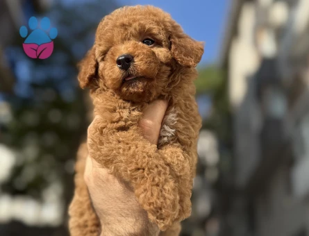 Pıtırcık yavrularımız Poodle Kore - 6881 - Görsel 3