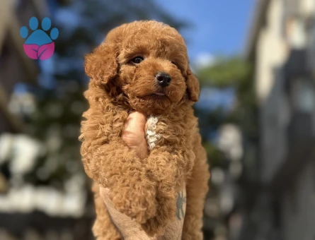 Pıtırcık yavrularımız Poodle Kore - 6881 - Görsel 4