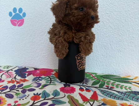 Çok oyuncu bebekler Poodle kore - 6882 - Görsel 3