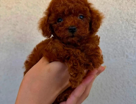Kore Poodle yavrularımız - 6884