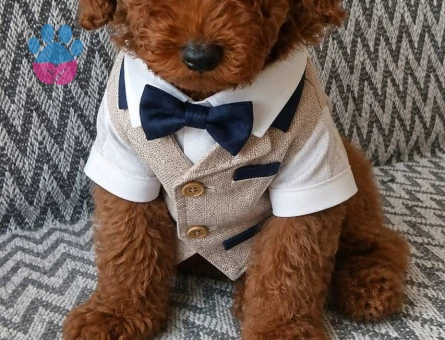 Türkiye’de eşi benzeri bulunmayan Kore yavrularımız Poodle - 6885 - Görsel 4