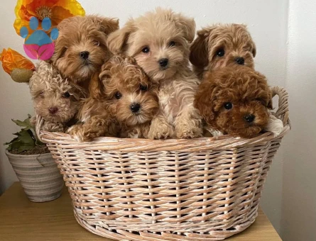 VETERİNER KLİNİĞİNDE TESLİM MALTİPOO BEBEKLER - 6889