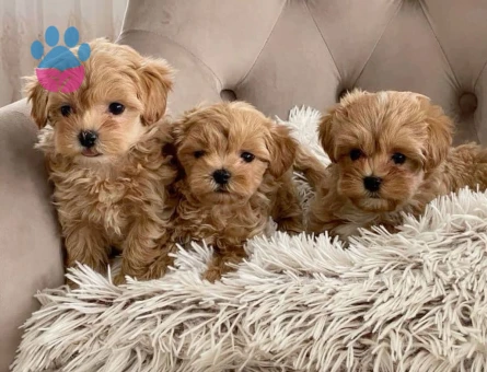 VETERİNER KLİNİĞİNDE TESLİM MALTİPOO BEBEKLER