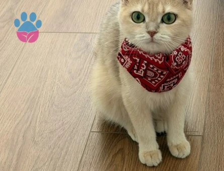 2 yaşında British Shorthair - 6890 - Görsel 3