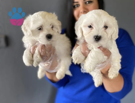 Maltese terrier yavrularım 2 Aylık - 6891