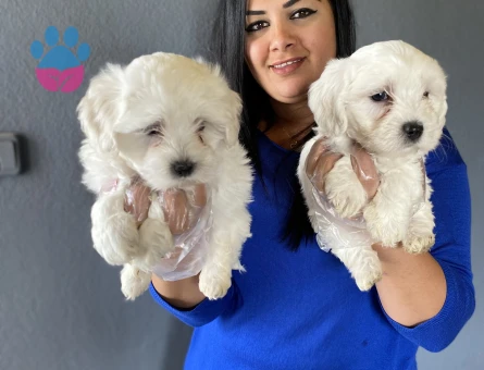 Maltese terrier yavrularım 2 Aylık