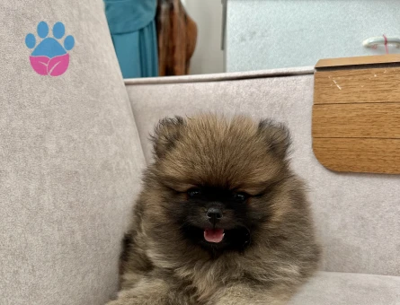 Erkek Pomeranian Teddy Bear yavrumuz ayı surat - 6893