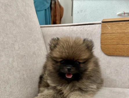 Erkek Pomeranian Teddy Bear yavrumuz ayı surat - 6893