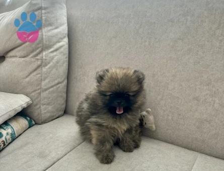 Erkek Pomeranian Teddy Bear yavrumuz ayı surat