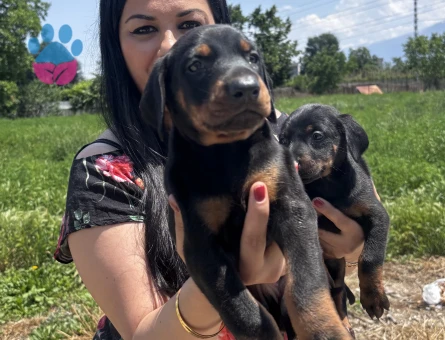 Secereli doberman yavrularım - 6896 - Görsel 3