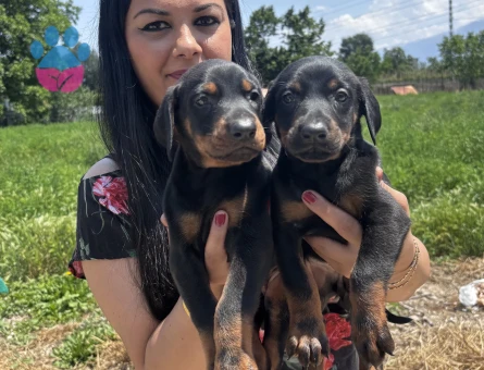 Secereli doberman yavrularım - 6896 - Görsel 4